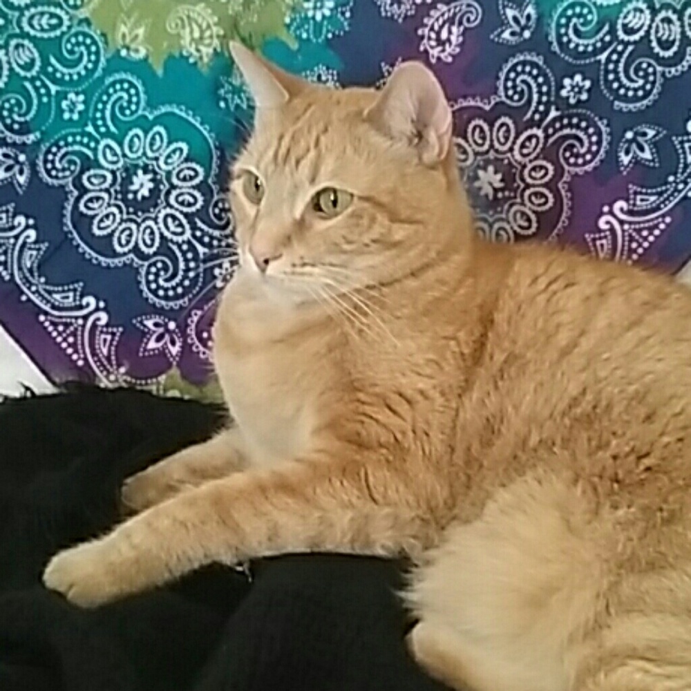 BooBoo